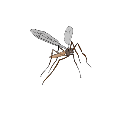 insekt, stankelbein, natur