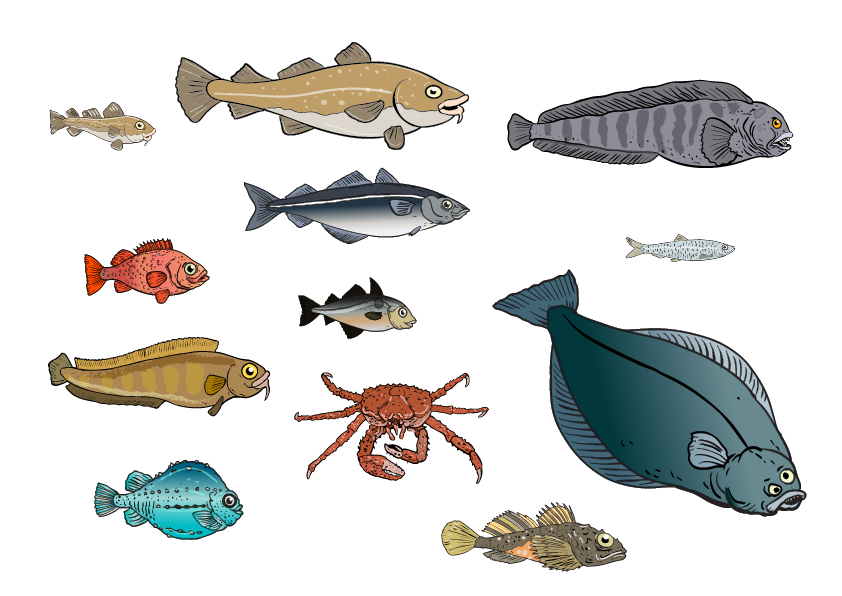 fisk, hav, under vann, kveite, steinbit, torsk, sei, krabbe, uer, ulke, natur