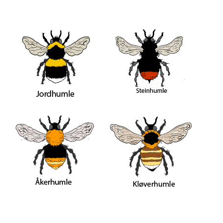 humle, insekt, åkerhumle, natur, biologi, lærebok, barnebok